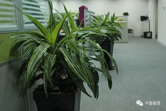 羨慕“別人家的”公司？這種逼格你的公司也有(圖2)